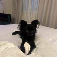 ? annuncio per accoppiamento chihuahua