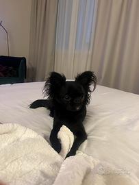 ? annuncio per accoppiamento chihuahua