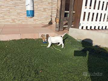 Jack Russell terrier