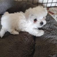 Cucciolo maltese mini Toy