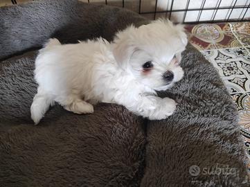 Cucciolo maltese mini Toy