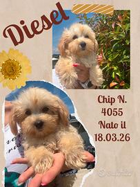 Maltipoo