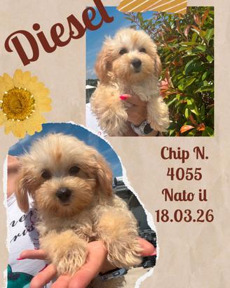 Maltipoo