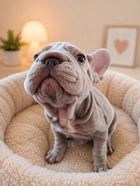 Coppia Bulldog Francese big rope velvet