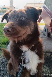 Ciro 2/3anni,fulvo,occhi ambra,INVISIBILESICILIA