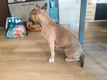 Pitbull
