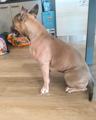Pitbull