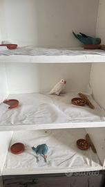 Pulli allevati a mano parrocchetti del collare