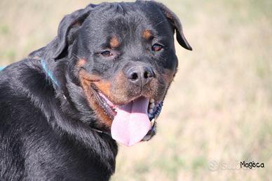Adozione affettuoso rottweiler a rischio canile