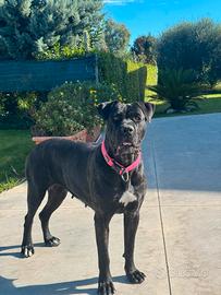 cuccioli cane corso
