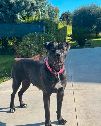 cuccioli cane corso