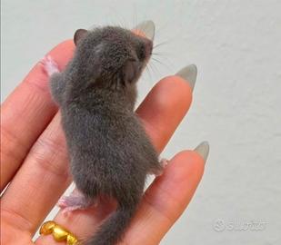 Cuccioli di minighiro