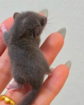 Cuccioli di minighiro