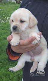 Labrador con pedigree ENCI
