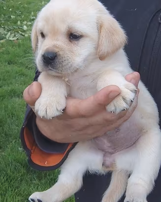 Labrador con pedigree ENCI