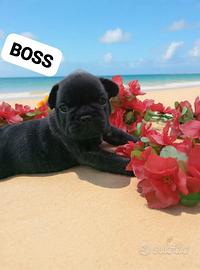 Cuccioli di bouledogue francois