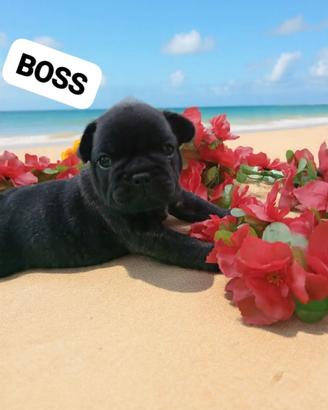 Cuccioli di bouledogue francois