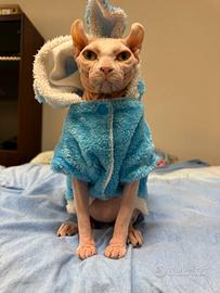 Gatta Sphynx piena di forza ed energie