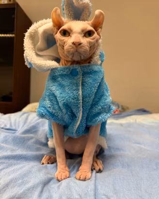 Gatta Sphynx piena di forza ed energie