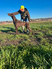 Bracco tedesco kurzhaar