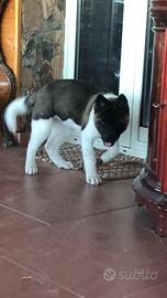 Akita Americano Cuccioli