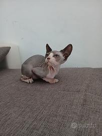 Sphynx