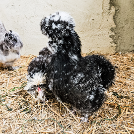 Galline moroseta mottled