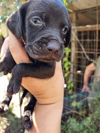 Cuccioli di setter e drathar