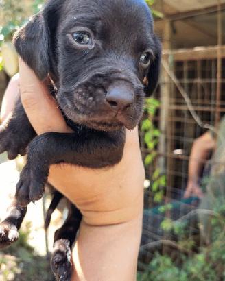 Cuccioli di setter e drathar