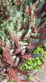 sedum in steli 