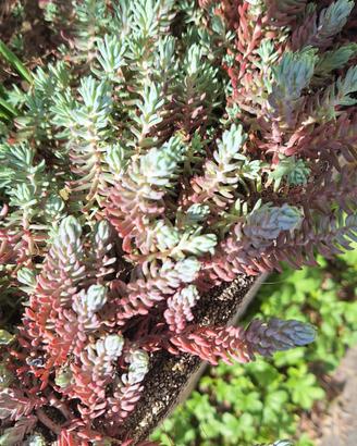 sedum in steli 