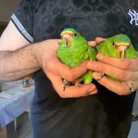 Pappagalli amazzoni fronte bianca