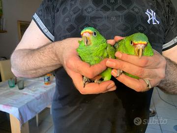 Pappagalli amazzoni fronte bianca