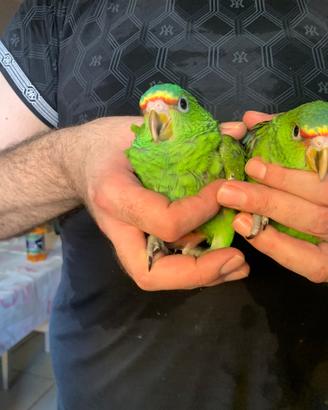 Pappagalli amazzoni fronte bianca