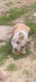 Cucciole Amstaff