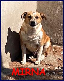 MIRNA 3 anni tg medio piccola ha bisogn di una fa