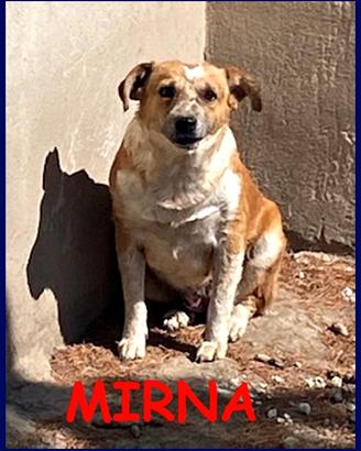 MIRNA 3 anni tg medio piccola ha bisogn di una fa