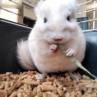 Cincillà femmina bianca