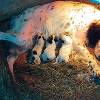 Cuccioli Setter inglese