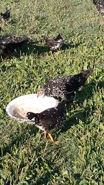 Galline Ancona
