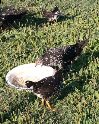 Galline Ancona
