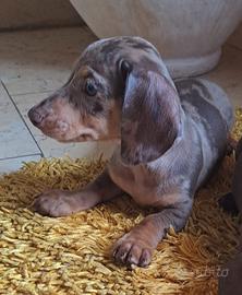 Cuccioli bassotto
