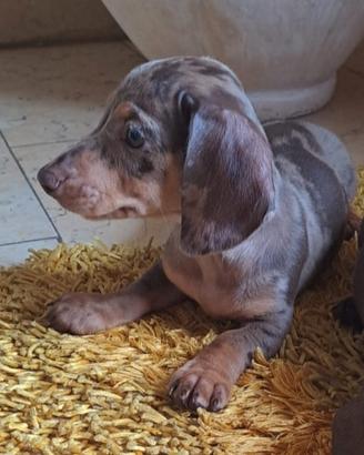 Cuccioli bassotto