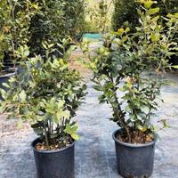 Piante di Leccio - Ideali per giardini e siepi