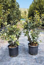 Piante di Leccio - Ideali per giardini e siepi