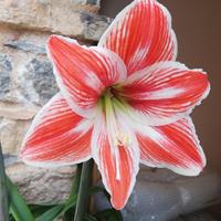 Giglio Amaryllis "Tricolore Italia" 5 pz bulbi pic