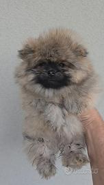 Toy pomerania spitz tedeschi nano pedigree