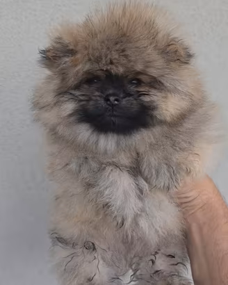 Toy pomerania spitz tedeschi nano pedigree