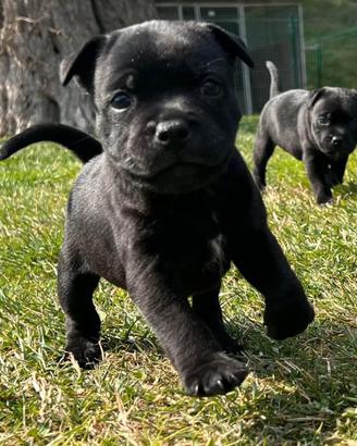 Staffordshire bull terrier