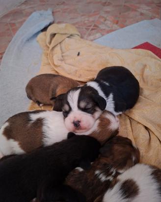 cuccioli di cani